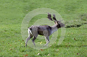 Fallow deer in Autumn photo