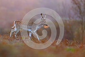 Fallow Deer