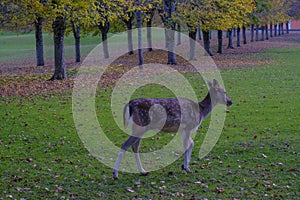 Fallow deer from behind running through the autumn park covered with fallen leaves. Autumn wildlife nature.