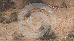 Fallow deer bellowing females