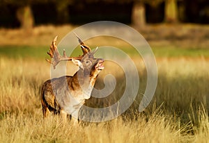 Fallow deer bellowing during rutting season