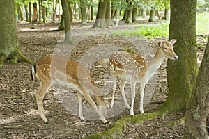 Fallow deer in Black Forest, Germany