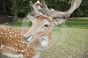 Fallow deer in Black Forest, Germany