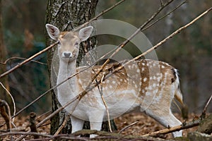 Fallow deer in the branches of a wood watching me