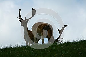 Fallow deer