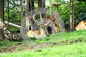 Fallow deer