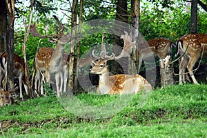 Fallow deer