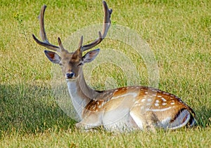 Fallow deer buck with antlers
