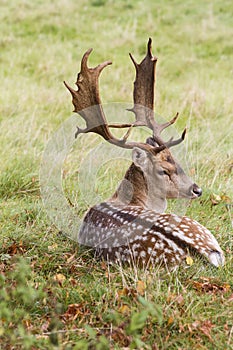 Fallow Deer Buck