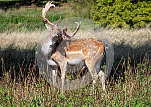 Fallow Deer Buck with bloody palmated antlers shedding their velvet.