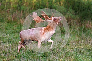 Fallow Deer Buck - Dama dama bellowing. photo