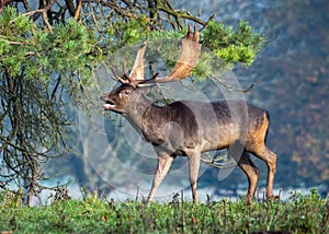 Fallow Deer Buck - Dama dama bellowing during the rut.. photo