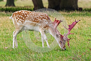 Fallow Deer Buck - Dama dama with antlers shedding their velvet.