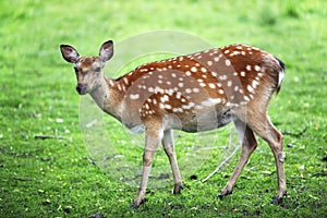 Fallow deer buck, Dama Dama, with big antlers walking through a green forest during Autumn season.