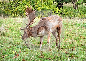 Fallow Deer Buck - Dama dama chewing a stick.