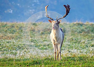 Fallow Deer Buck - Dama dama in a frosty meadow.