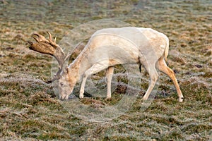 Fallow Deer Buck - Dama dama grazing.