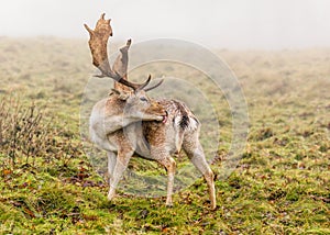 Fallow Deer Buck - Dama dama grooming itself.