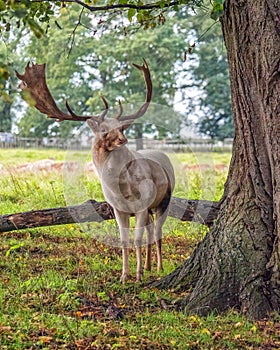 Fallow Deer Buck - Dama dama looking for rivals.