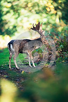 Fallow deer buck dama dama on path in forest.