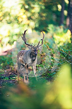 Fallow deer buck dama dama on path in forest.