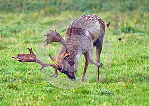 Fallow Deer Buck - Dama dama scrape marking on his stand.