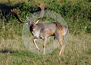 Fallow Deer Buck - Dama dama showing aggression.