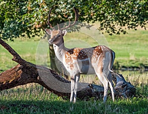 Fallow Deer Buck - Dama dama standing in dappled sunlight.