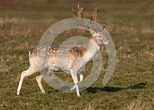 Fallow Deer Buck - Dama dama standing. photo