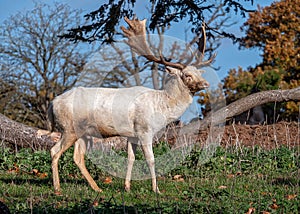 Fallow Deer Buck - Dama dama standing in a sunny parkland.
