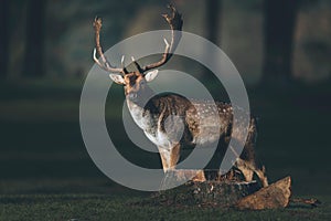 Fallow deer buck dama dama in sunlight on a forest meadow.