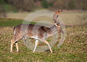 Fallow Deer Buck - Dama dama in a sunny parkland.