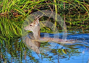 Fallow Deer Buck - Dama dama swimming across a river.