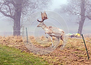 Fallow Deer Buck - Dama dama about to leap over an electric fence.