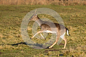 Fallow Deer Buck - Dama dama about to run.