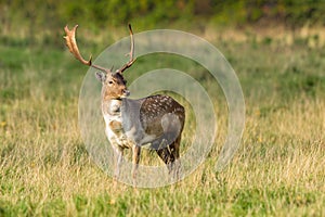 Fallow Deer Buck - Dama dama, Warwickshire, England.