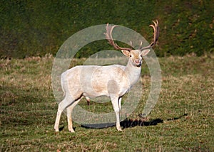 Fallow Deer Buck - Dama dama white morph n a sunny parkland.