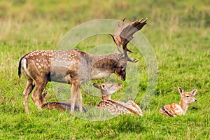Fallow Deer Buck with Does - Dama dama, Warwickshire, England.
