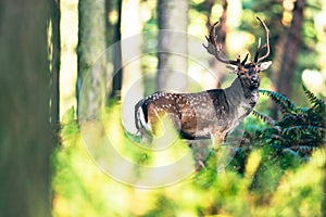 Fallow deer buck in ferns in forest.