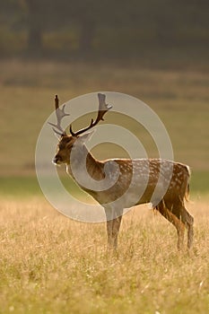 Fallow Deer buck in golden backlight