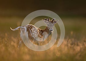 Fallow Deer Buck in Grass at Golden Hour