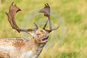 Fallow Deer Buck Grunting - Dama dama, Warwickshire, England.