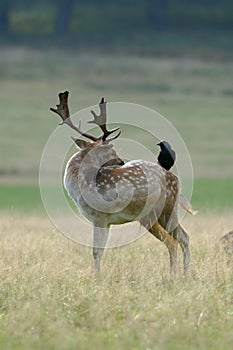 Fallow Deer buck with Jackdaw photo