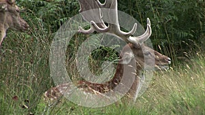 Fallow deer buck in long grass