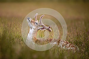 Fallow Deer Buck Lying in Long Wild Grass