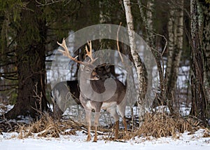 Giacere incolto cervo dollaro. maestosamente forte un adulto giacere incolto cervo, inverno foresta Bielorussia. animali e piante scena natura Europa. 