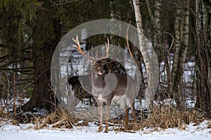 Fallow Deer Buck.Majestic Powerful Adult Fallow Deer, Dama Dama, In Winter Forest,Belarus. Wildlife Scene From Nature, Europe.Male