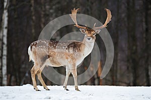 Ležící ladem jelen dolar. majestátní silný dospělý ležící ladem jelen, v zimě les Bělorusko. zvěř rostlinstvo scéna příroda evropa. 