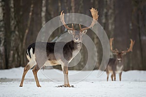 Giacere incolto cervo dollaro. maestosamente forte un adulto giacere incolto cervo, inverno foresta Bielorussia. animali e piante scena natura Europa. 