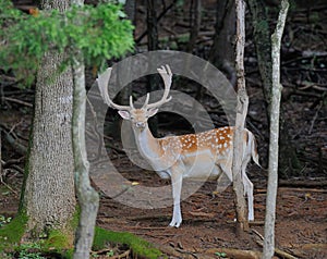 Fallow Deer photo